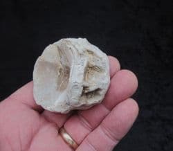 HUGE Ichthyodectes  single Vertebra