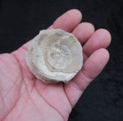 HUGE Ichthyodectes  single Vertebra