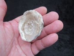 HUGE Ichthyodectes  single Vertebra