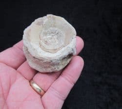 HUGE Ichthyodectes  single Vertebra