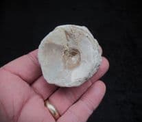 HUGE Ichthyodectes  single Vertebra