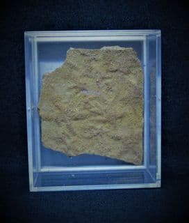 Hungarian Starfish bed