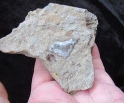 Hybodont  shark  coprolite!