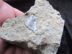 Hybodont  shark  coprolite!