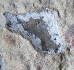 Hybodont  shark  coprolite!