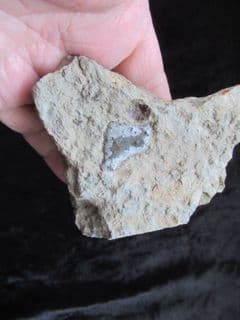 Hybodont shark coprolite!