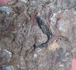 Hybodus Clasper from Vectis formation Isle of Wight