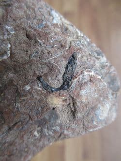 Hybodus Clasper from Vectis formation Isle of Wight
