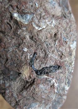 Hybodus Clasper from Vectis formation Isle of Wight