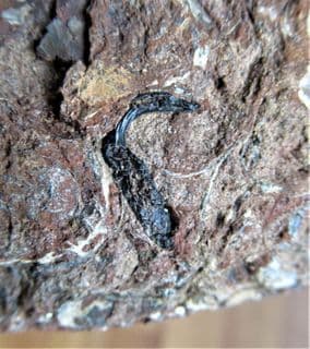 Hybodus Clasper from Vectis formation Isle of Wight