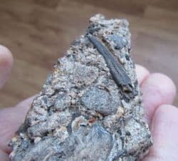 Hybodus shark spine from Sussex