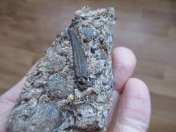 Hybodus shark spine from Sussex