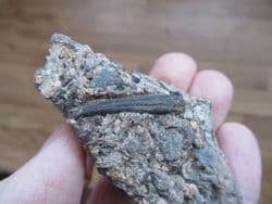 Hybodus shark spine from Sussex