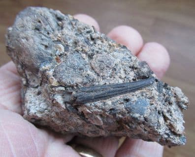 Hybodus shark spine from Sussex