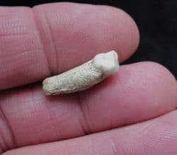 Hyena tooth Crocuta crocuta