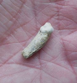 Hyena tooth Crocuta crocuta