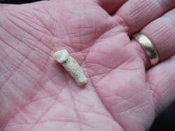 Hyena tooth Crocuta crocuta