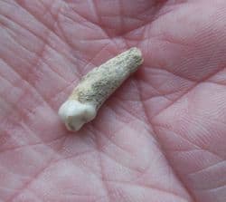 Hyena tooth Crocuta crocuta