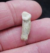 Hyena tooth Crocuta crocuta