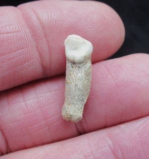 Hyena tooth Crocuta crocuta