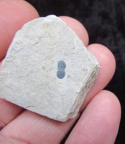Hypagnostus parvifrons blind Trilobite