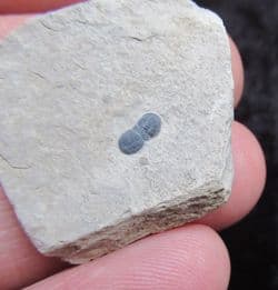 Hypagnostus parvifrons blind Trilobite