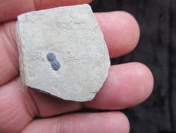 Hypagnostus parvifrons blind Trilobite