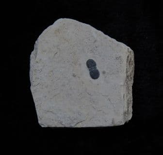 Hypagnostus parvifrons blind Trilobite