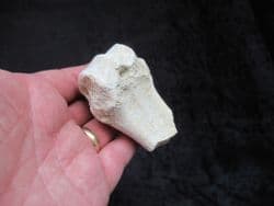 Hyracodon nebracencis Limb end