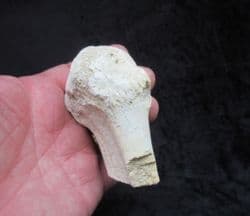 Hyracodon nebracencis Limb end