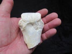 Hyracodon nebracencis Limb end