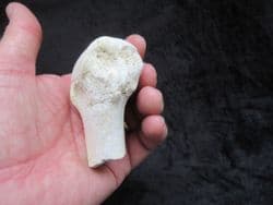 Hyracodon nebracencis Limb end