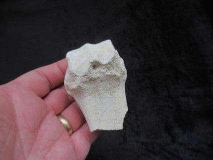 Hyracodon nebracencis Limb end
