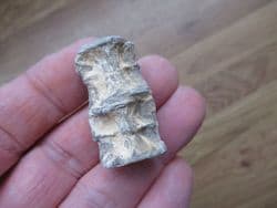 Ichthyodectes fish Vertebrae