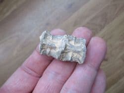 Ichthyodectes fish Vertebrae