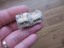 Ichthyodectes fish Vertebrae