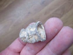 Ichthyodectes fish Vertebrae