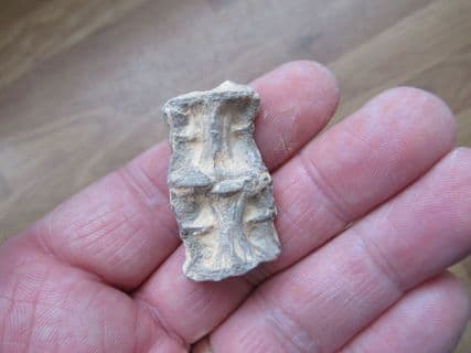 Ichthyodectes fish Vertebrae