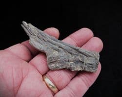 Ichthyodectes Ribs and Vertebra