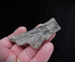 Ichthyodectes Ribs and Vertebra