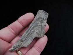 Ichthyodectes Ribs and Vertebra