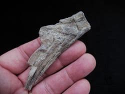 Ichthyodectes Ribs and Vertebra