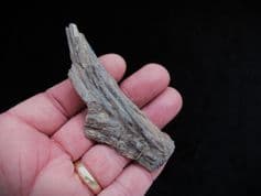 Ichthyodectes Ribs and Vertebra