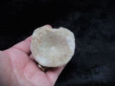 Ichthyosaur Brachpyterygius extremus vertebra