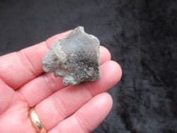 Ichthyosaur Femur from the Gloucester