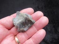 Ichthyosaur Femur from the Gloucester