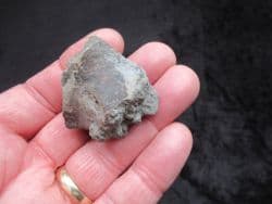 Ichthyosaur Femur from the Gloucester