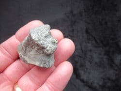 Ichthyosaur Femur from the Gloucester