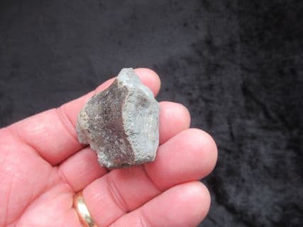 Ichthyosaur Femur from the Gloucester