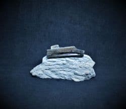 Ichthyosaur rib from Lyme regis